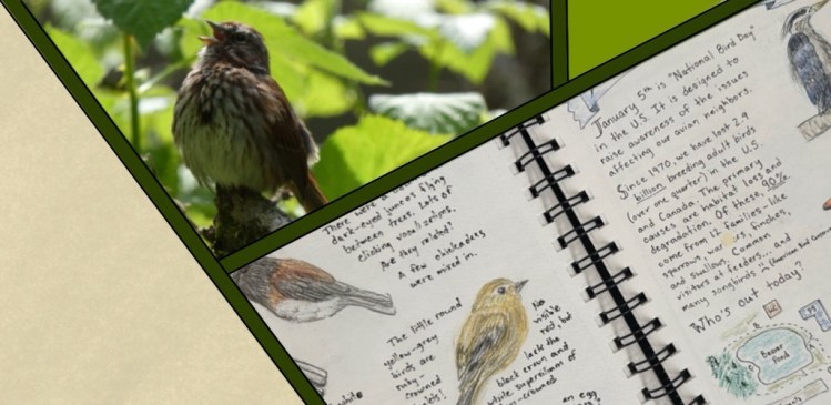 A geometric design showing areas of parchment pattern, a green triangle, a song sparrow singing, and an excerpt from a nature journal page. 